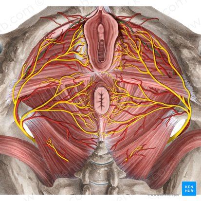 Vagina Muscle Lady