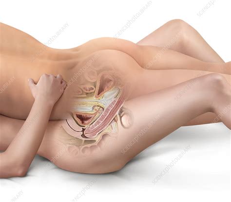 Penis Vagina Penetration